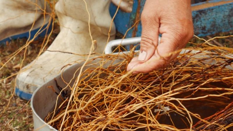 Juanita Gallardo (Piedra Blanca, Quellón) mostrando las raíces de quilineja con las que trabaja