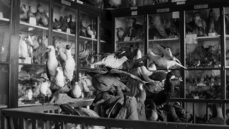 Archivo fotográfico del Museo de Historia Natural de Valparaíso