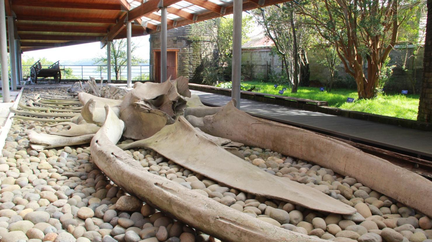 Esqueleto de ballena azul, este ejemplar fue encontrado en las costas de Pumillahue (Ancud) en 2006. Actualmente se exhibe en el patio del museo.