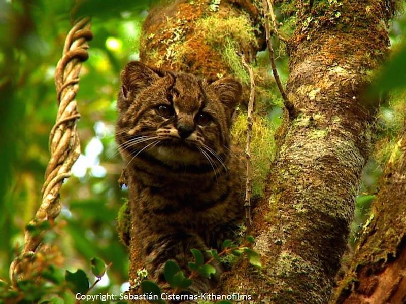 Fotografía de una Güiña, Leopardus guigna. Felino endémico que se caracteriza por habitar zonas boscosas.