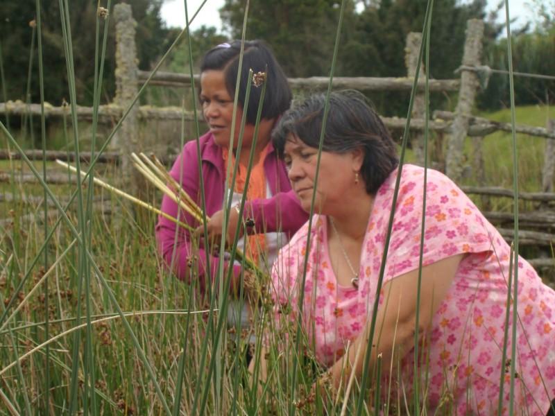 Fedima Soto y Gladis Raimapo (QEPD), cesteras de Chaiguao (Quellón) recolectando cunquillos.