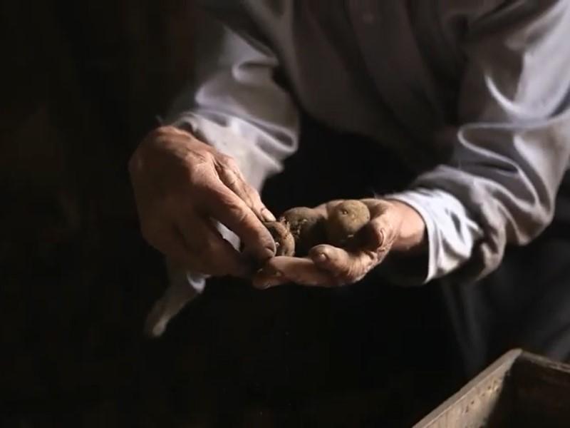 Juan Huirimilla mostrando sus poñis (papas), Isla Quihua, Archipiélago de Calbuco.