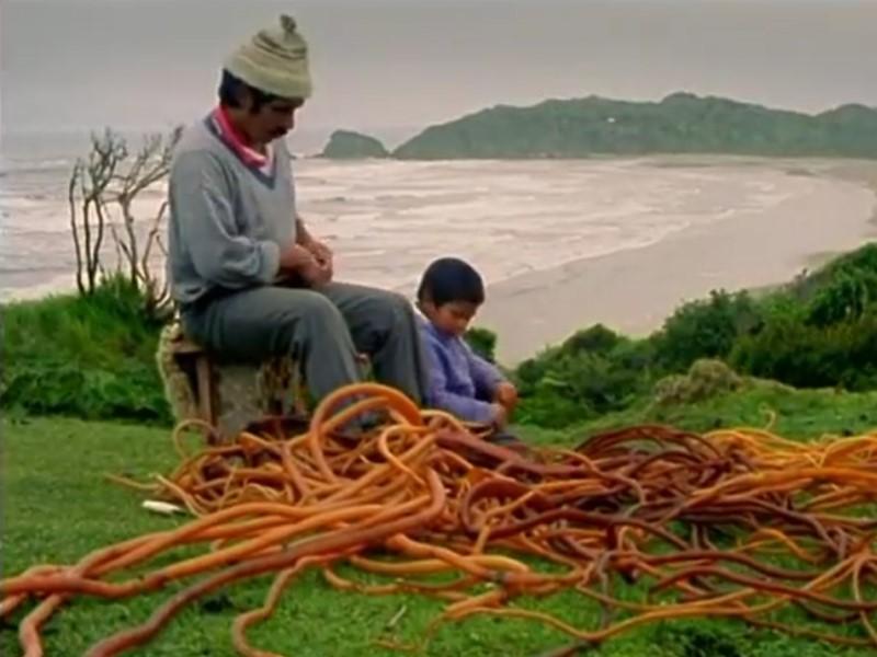 Jorge Huenuman y su hijo atando cochayuyos