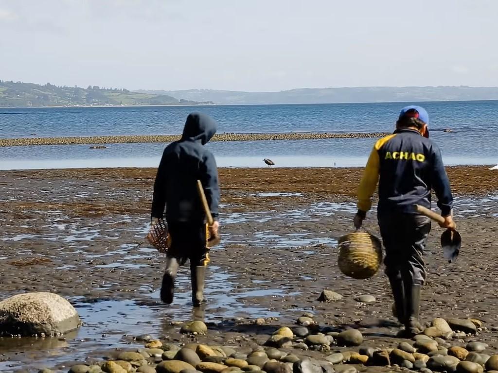 Estudiantes mariscando en la playa