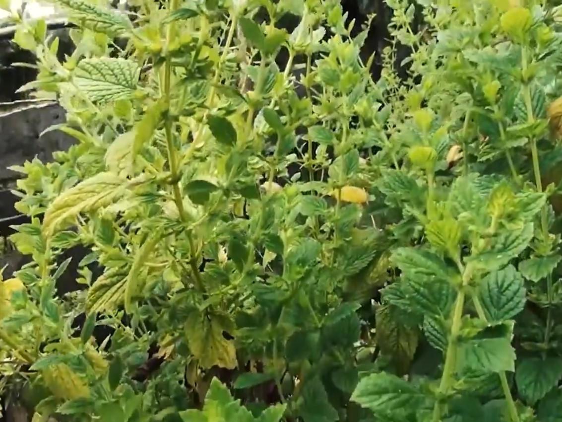 La melisa o toronjil (Melissa officinalis) es una planta que se puede encontrar en los huertos de Chiloé