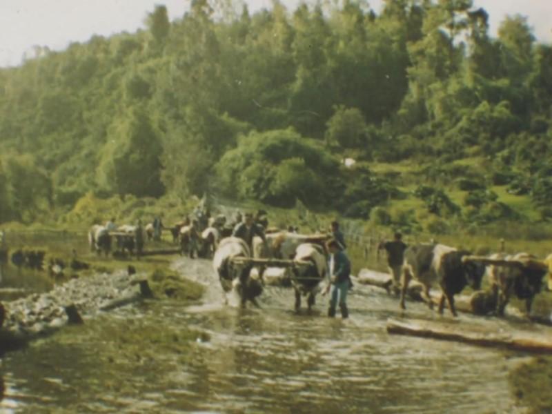 Tradicionalmente el trabajo campesino era acompañado de una fiesta, por lo cual era importante asegurar la presencia de los músicos para lograr una buena jornada de trabajo. Fotografía: minga en el sector de Pelu, estero Tocoihue. Colección: Jaime Barría