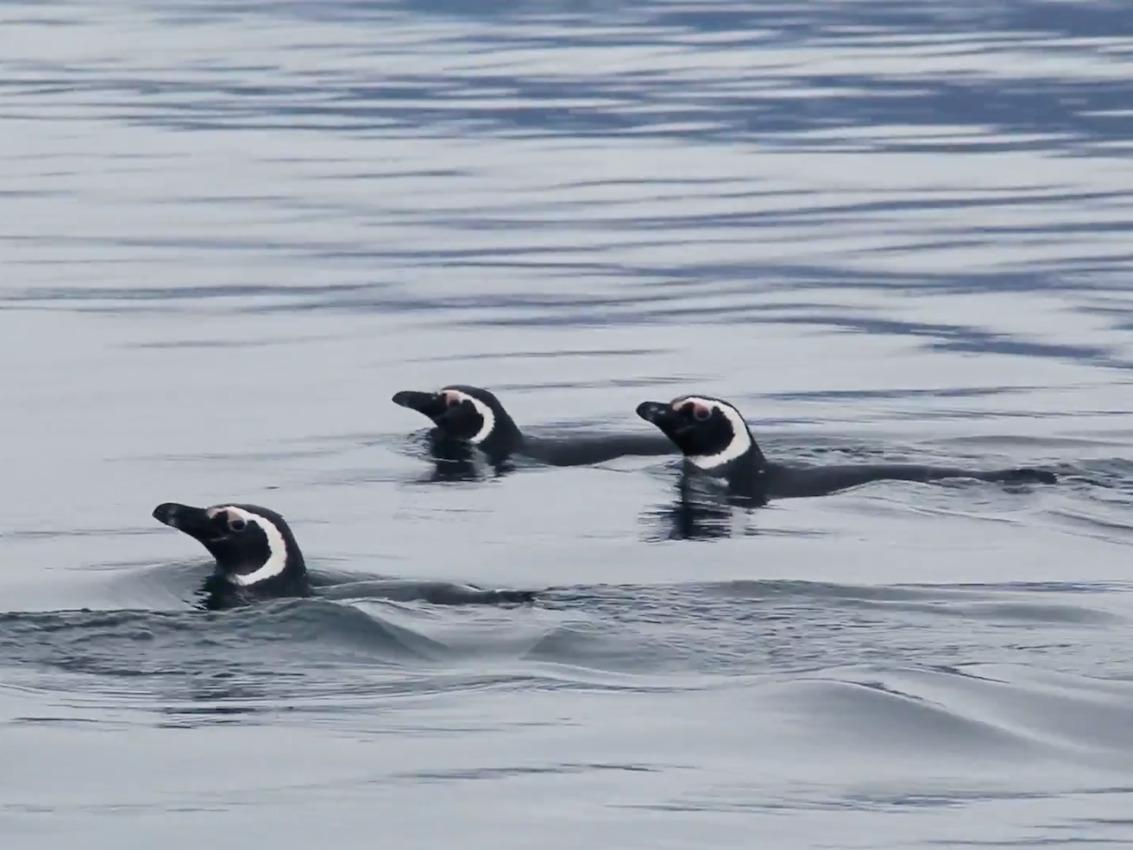 Pinguino magallanico (Spheniscus magellanicus)