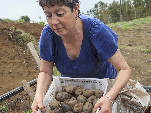 Marlene Álvarez selecciona papas para servir de &amp;quot;semillas&amp;quot;