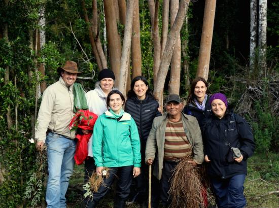 Recolección de quilineja en Llanco (Ancud). En la imagen, profesionales del Instituto Forestal (INFOR) y el Museo Regional de Ancud, junto a Clodomiro Marilican Lindsay. (Autor: David Núñez. 12/03/2018) 