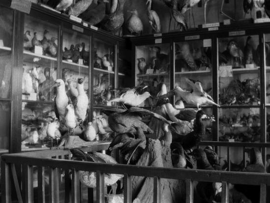 Archivo fotográfico del Museo de Historia Natural de Valparaíso