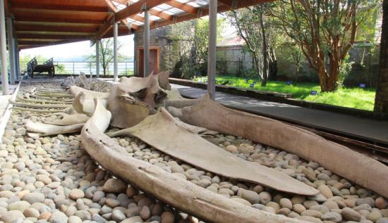 Esqueleto de ballena azul, este ejemplar fue encontrado en las costas de Pumillahue (Ancud) en 2006. Actualmente se exhibe en el patio del museo.