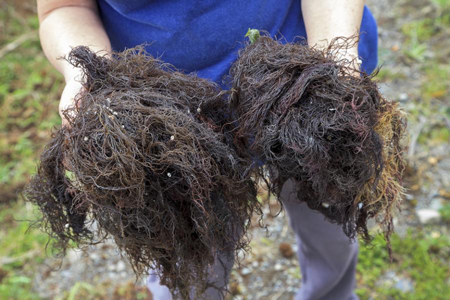 Pelillo (Gracilaria chilensis)