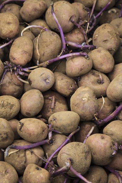 Papas seleccionadas para servir de &quot;semillas&quot; en un nuevo cultivo