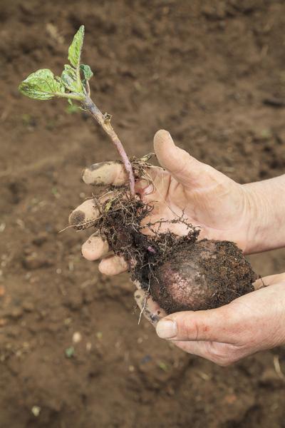 Planta joven de papa