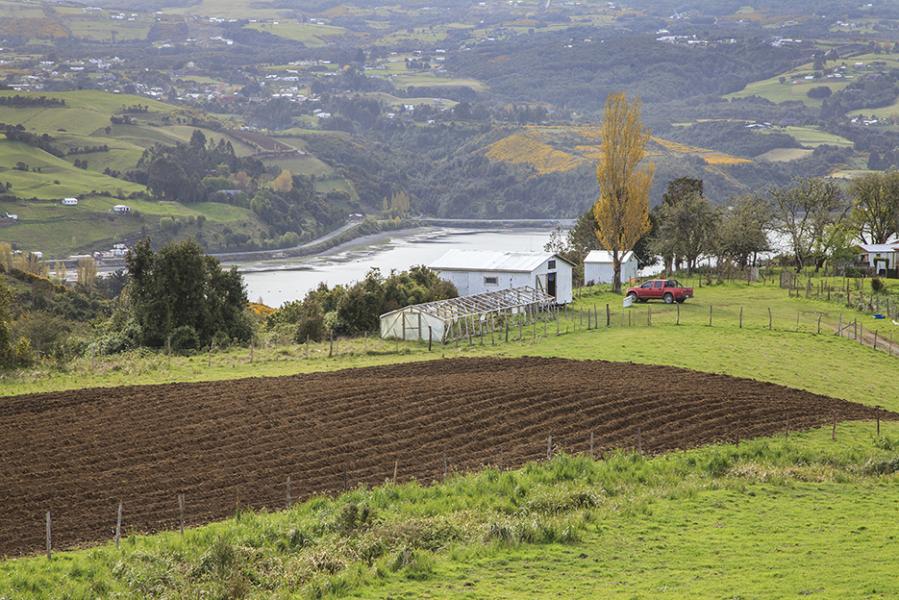 Fase inicial de un cultivo de papas
