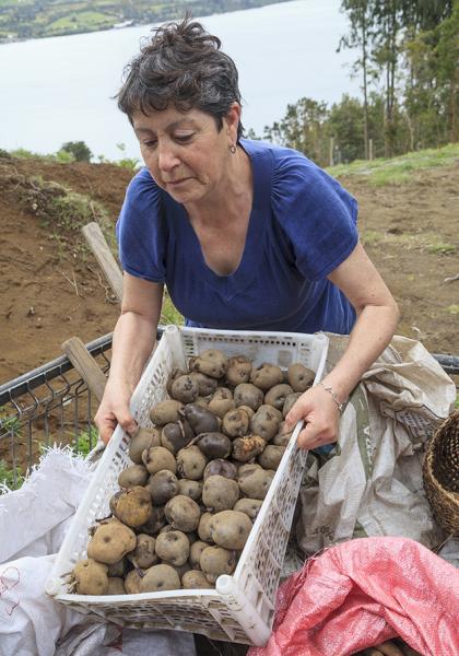 Marlene Álvarez selecciona papas para servir de &quot;semillas&quot;