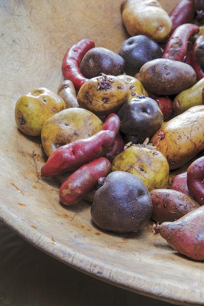 Diversidad de formas y colores