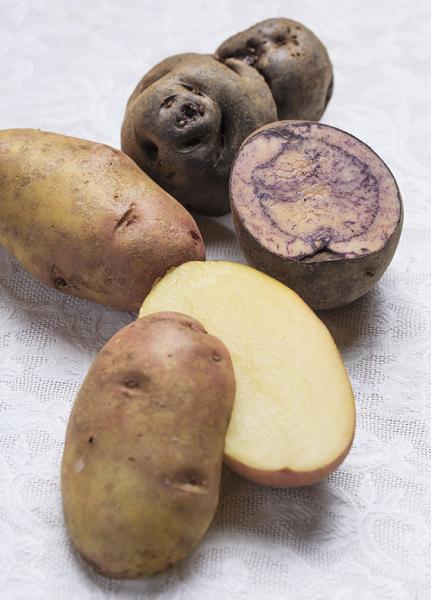 Variedades clavela lisa y bizcocha