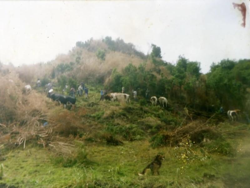 Fotografía de una minga en San Juan, comuna de Dalcahue. Colección: Nelson Bahamonde