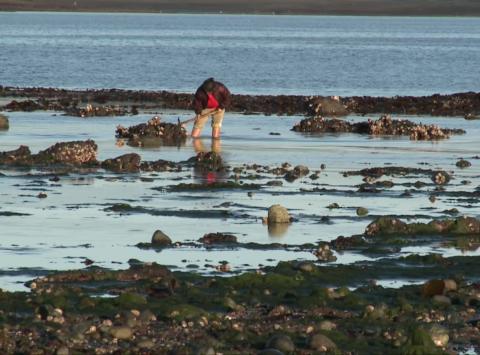 La relación con el bordemar es un aspecto central en la cosmovisión del pueblo Williche de Chiloé