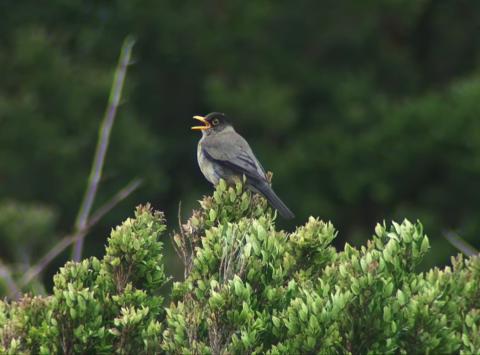 Zorzal o wilki (Turdus falcklandii), ave común en los bosques de Chiloé.