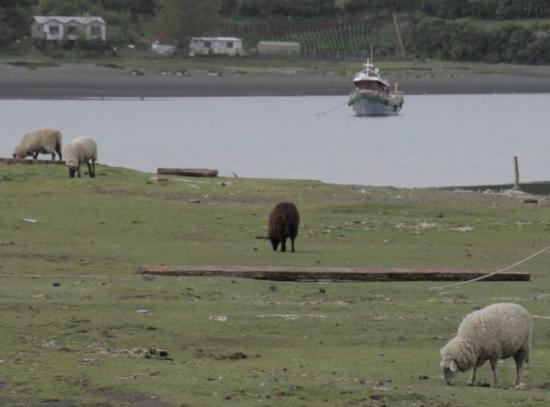 Apiao es una de las ocho islas de las comuna de Quinchao, para llegar ahí se debe tomar una lancha desde Achao.