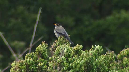 Zorzal o wilki (Turdus falcklandii), ave que habita en Chiloé.